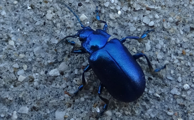 Chrysomelidae: Oreina cacaliae tristis, maschio